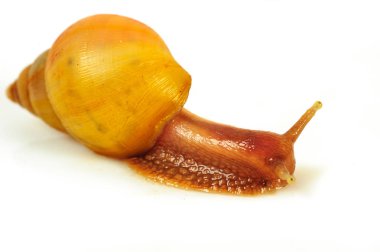 Beyaz arka plan üzerinde izole salyangoz