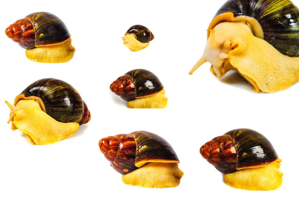 Beyaz arka plan üzerinde izole salyangoz