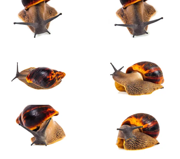 Snail isolated on the white background — Stock Photo, Image