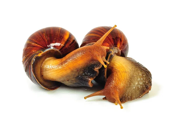 Beyaz arka plan üzerinde izole salyangoz