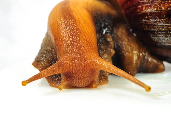 Beyaz arka plan üzerinde izole salyangoz