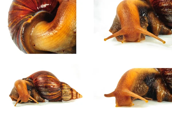 Beyaz arka plan üzerinde izole salyangoz