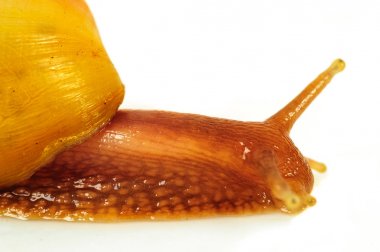 Beyaz arka plan üzerinde izole salyangoz