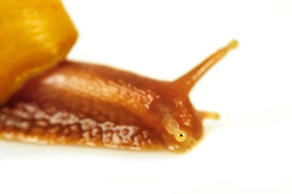 흰색 배경에 고립 된 달팽이 — 스톡 사진