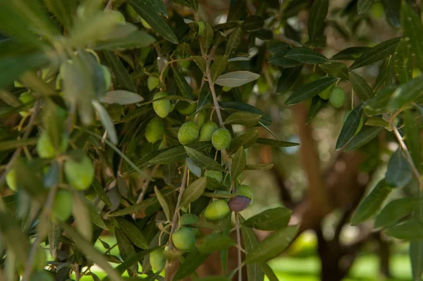 Listy olivovníku — Stock fotografie
