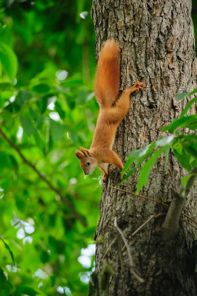 Écureuil roux sur un arbre en été . Photos De Stock Libres De Droits