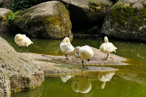Белые лебеди на озере. Софиевский парк пейзаж Умань, Черкасская область, Украина — стоковое фото
