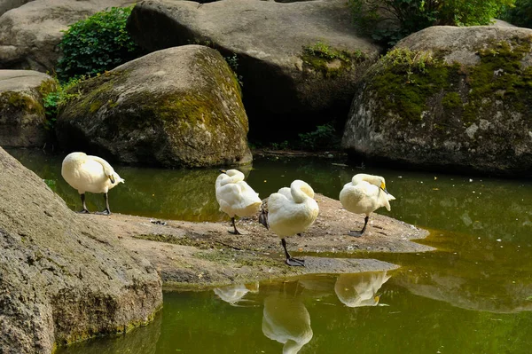 White Swans on the lake.Sofiyivsky Park landscape Uman, Cherkasy Oblast, Ukraine — Φωτογραφία Αρχείου