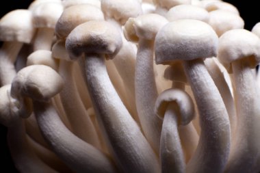 İzole siyah arka plan üzerine beyaz shimeji mantar