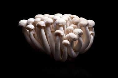 İzole siyah arka plan üzerine beyaz shimeji mantar