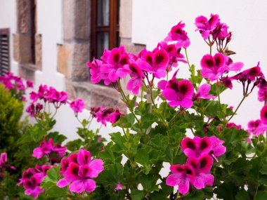 pembe ıtır çiçekler