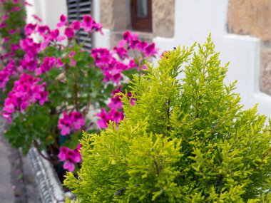 Mazı (bitki) ve ıtır beyaz duvar arka plan üzerinde