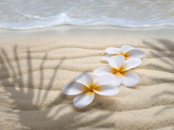 Tre tiareblommor på stranden i palm skuggan — Stockfoto