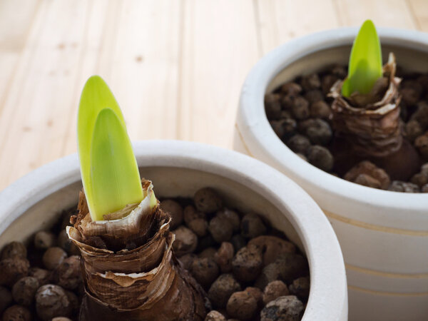 Amaryllis sprouts in the pots