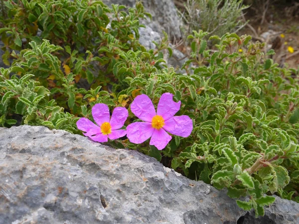 Góry kwiaty cistus — Zdjęcie stockowe