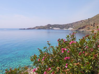 Zakkum fnd mavi deniz