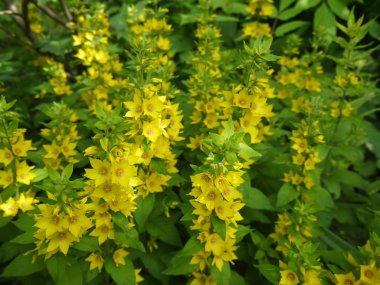 Sarı Loosestrife çiçek