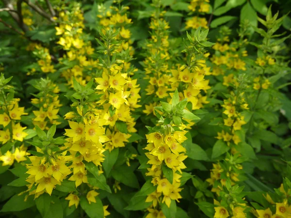 Flores de la vida floja amarilla —  Fotos de Stock