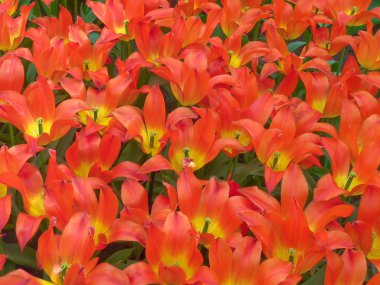 Turuncu lale çiçekleri