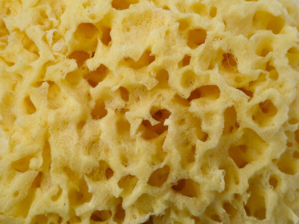 Естественная текстура губки
