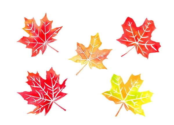 Hojas de arce canadienses de color otoño — Foto de Stock