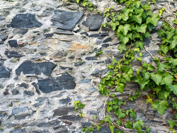 Stone wall och grön murgröna gren — Stockfoto