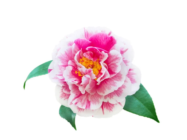 Witte en roze bicolor camellia bloem — Stockfoto