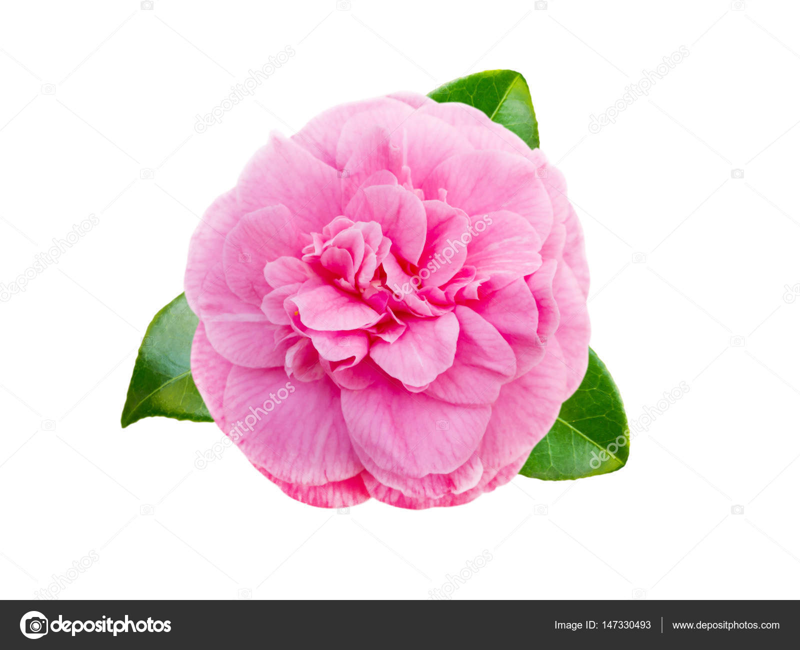Fleur de camélia rose image libre de droit par photohampster © #147330493