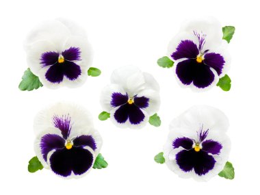 Beyaz izole beş homo çiçekler  