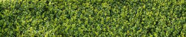 Green buxux bush hedge clipart