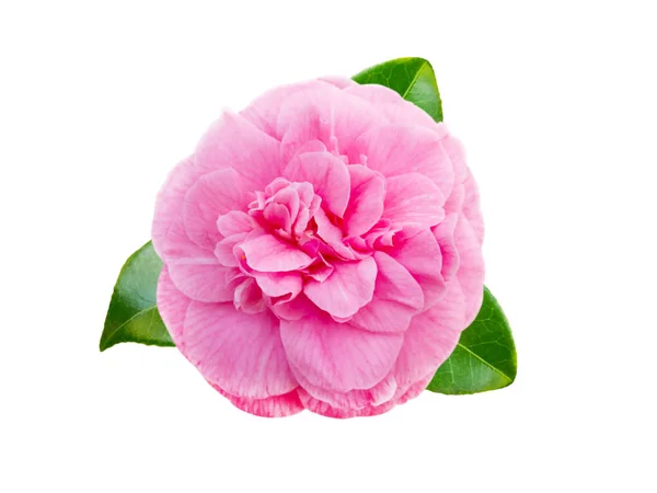 Pink camellia flower — Stock Photo, Image