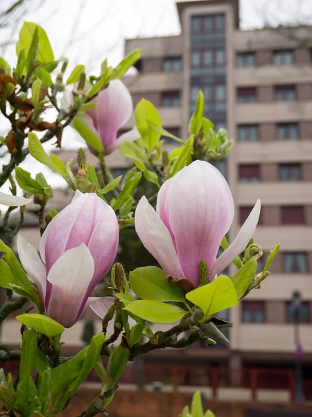 Rosa flores de magnólia primavera — Fotografia de Stock