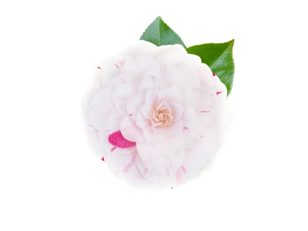 Flor de camélia branca e rosa bicolor — Fotografia de Stock