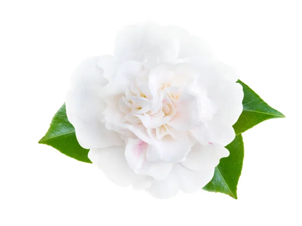 Vit camellia blomma — Stockfoto