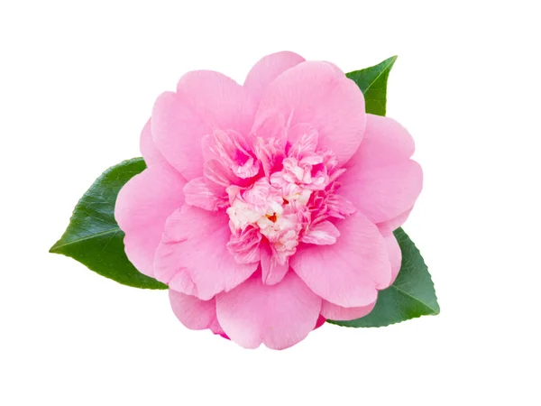 Teder roze camellia bloem — Stockfoto