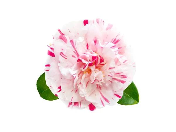 Witte en roze gestreepte camellia bloem — Stockfoto