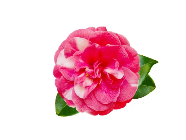 Flor de camélia branca e rosa bicolor — Fotografia de Stock