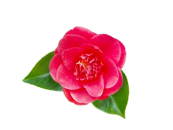 Ніжна рожева квітка камелії — стокове фото