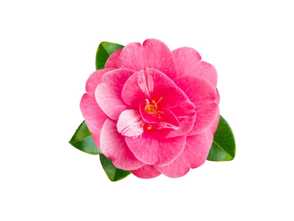 Flor de camélia japonesa rosa — Fotografia de Stock