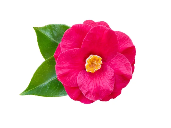 Pink semi-double camellia flower — Stock Photo, Image