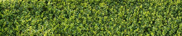 Yeşil buxux çalı çit — Stok fotoğraf