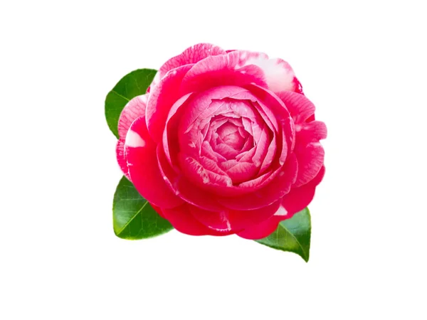 Біло-рожева квітка біколорної камелії — стокове фото