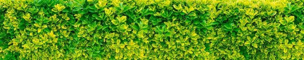 Gard viu verde și galben tufiș — Fotografie, imagine de stoc