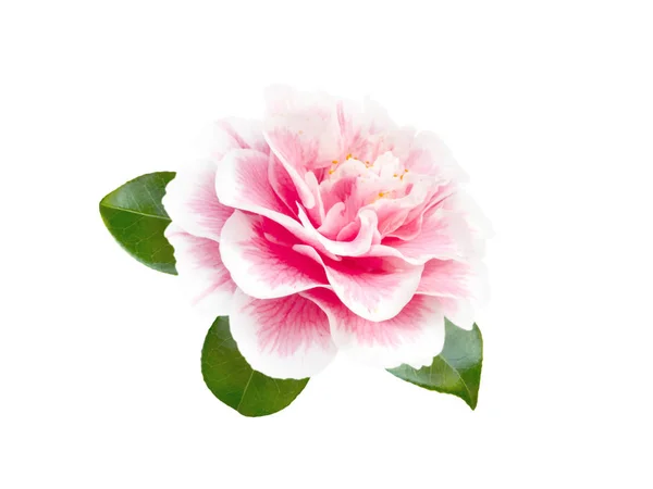 Flor de camélia branca e rosa bicolor — Fotografia de Stock