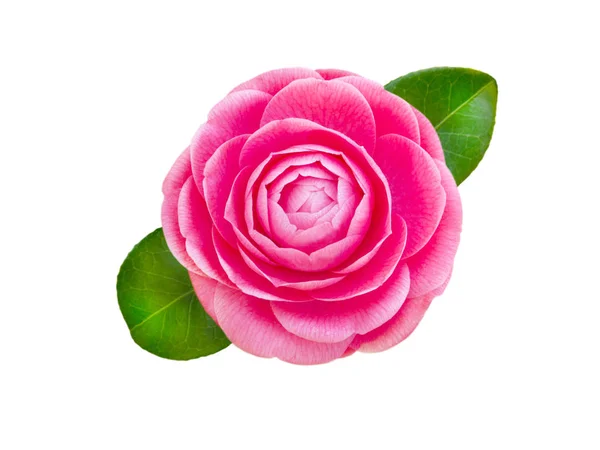 Camélia rosa brilhante flor forma de rosa — Fotografia de Stock