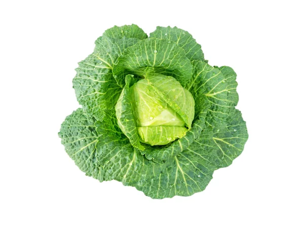 Cabbage head with water drops — Stock Photo, Image