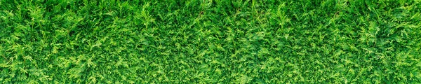 Green thuja hedge — Stock Photo, Image