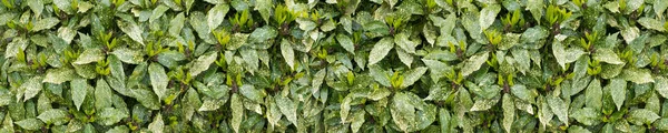 Spotted laurel bush hedge — Stock Photo, Image