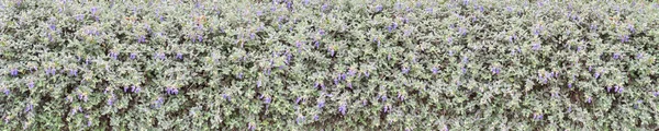 Buschige germander blue flowers hecke — Stockfoto