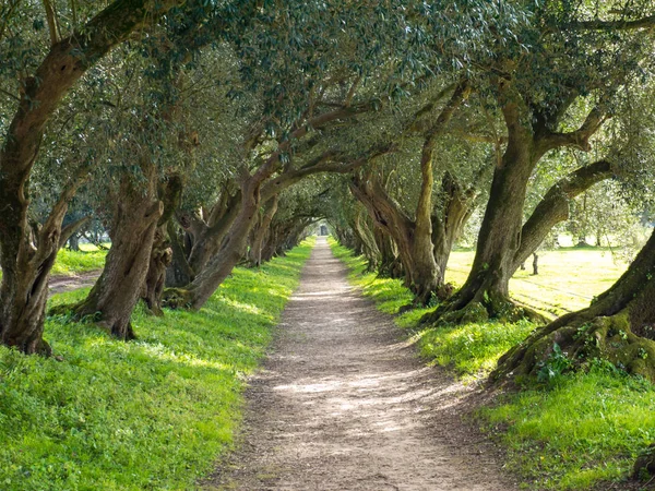 Alley of olive trees — Stock Photo, Image